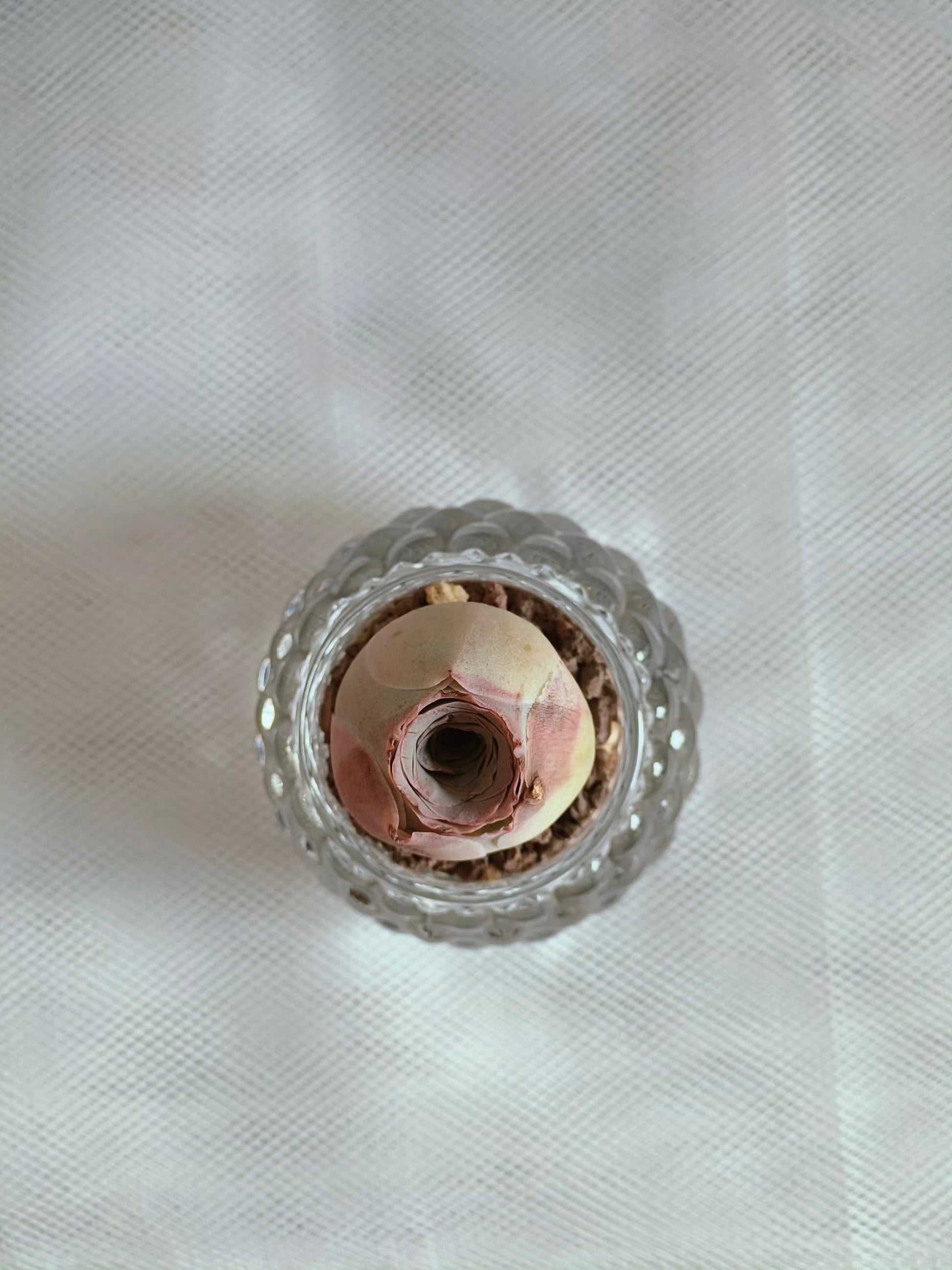 Succulent Round Bubble Glass - Mountain Rose - SlowBloomGreens