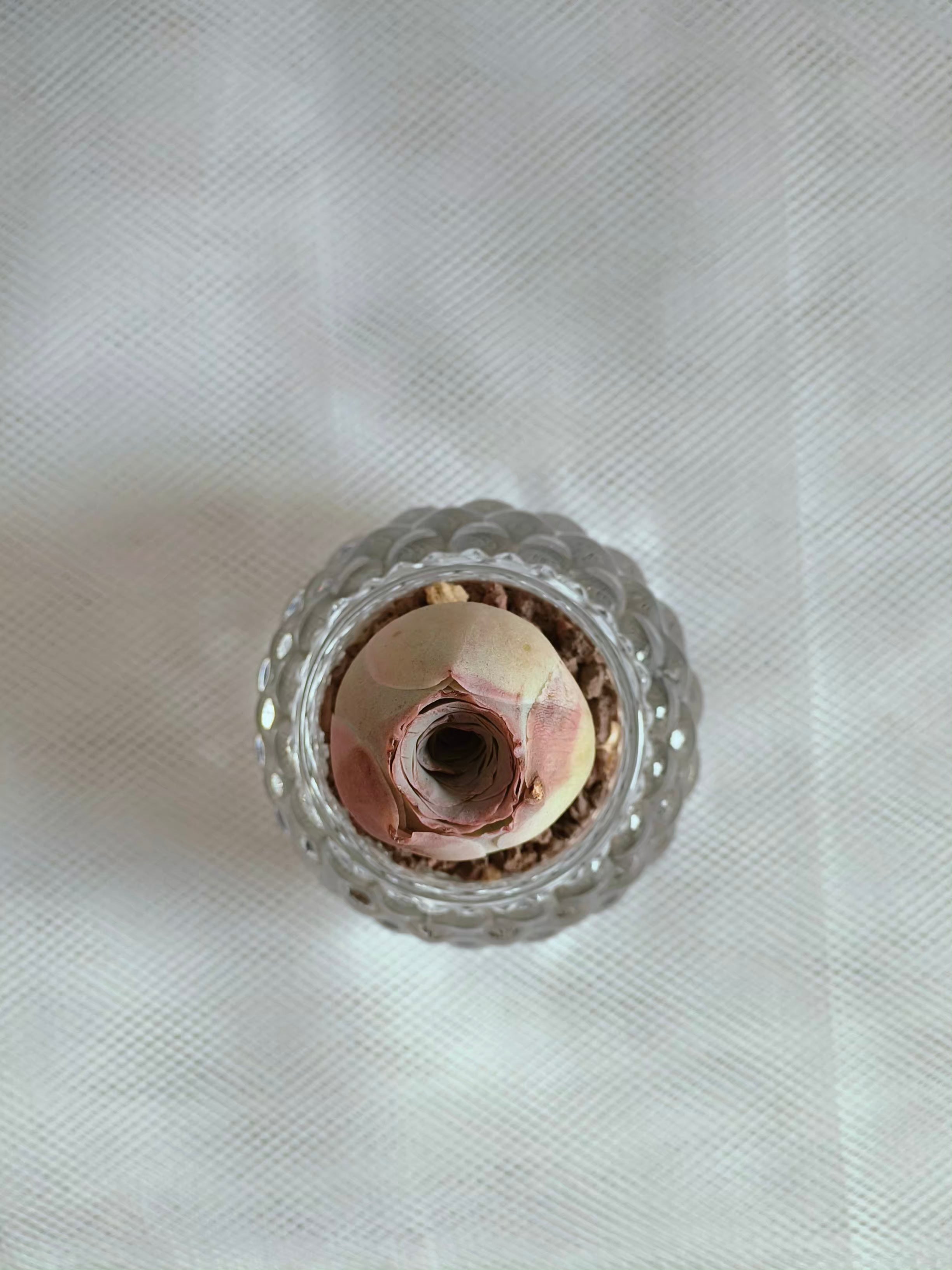 Succulent Round Bubble Glass - Mountain Rose - SlowBloomGreens