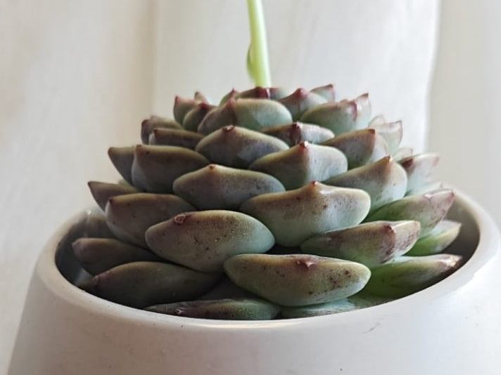 Succulent Egg-Shaped Ceramic Planter – Echeveria 'Red Velvet'