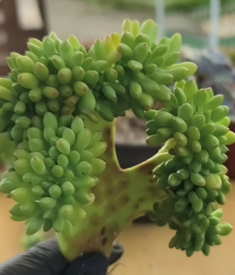 Succulent Starter Planter - Crested Sedum 'Alice Evans'