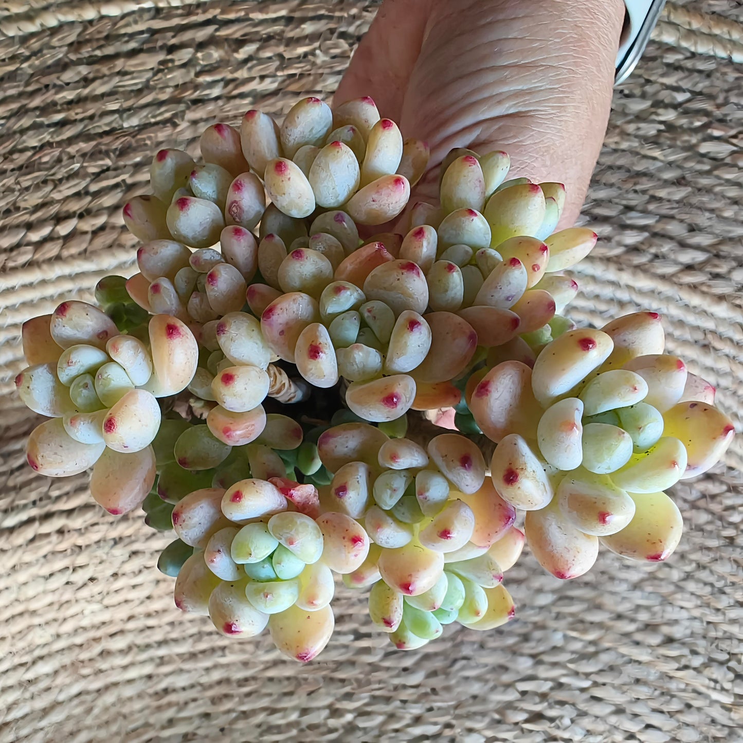 Tiscalatengo Gorge Sedum – Bare Root Succulent - SlowBloomGreens