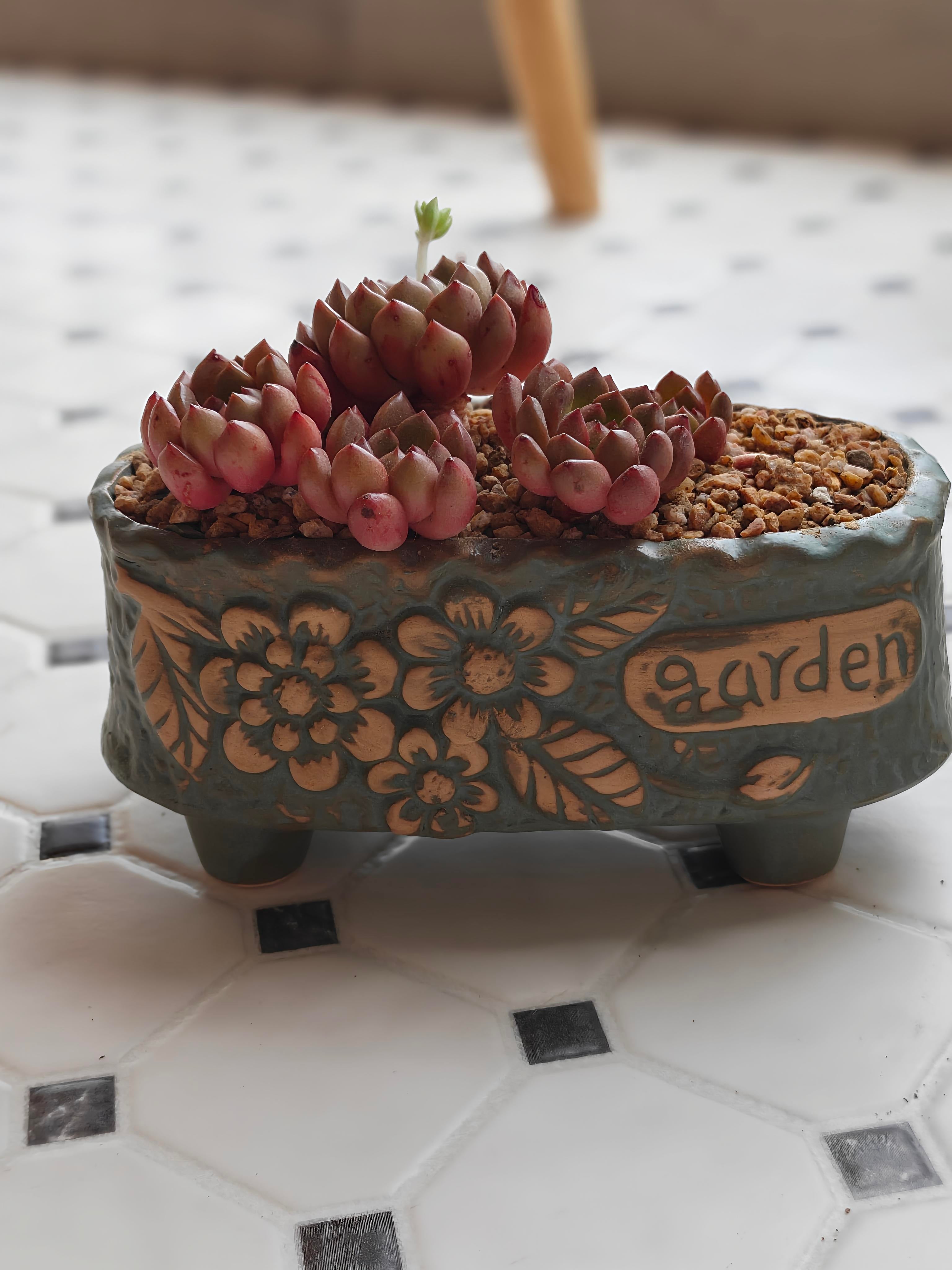 Vintage Teal Succulent Planter – Sedeveria 'Pink Ruby'