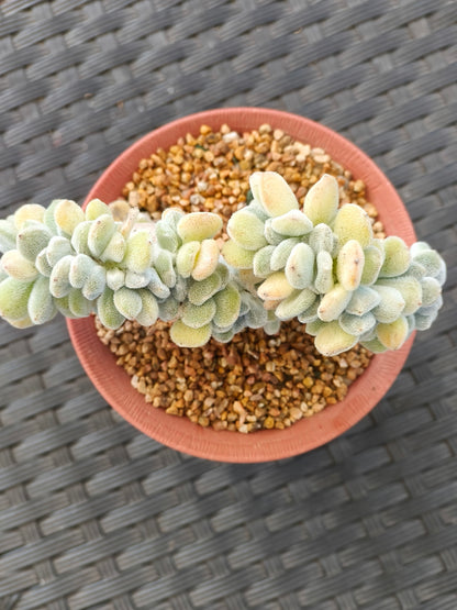 Succulent Starter Planter - Echeveria Pulvinata 'Frosty' f. cristata.
