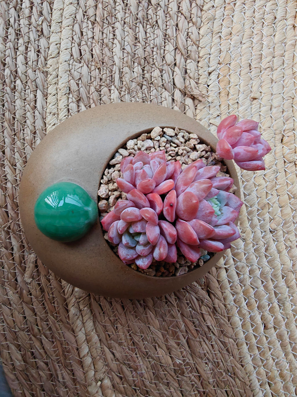 Succulent Seven-Spotted Ladybug Planter – Echeveria 'Cherry Blossom' - SlowBloomGreens