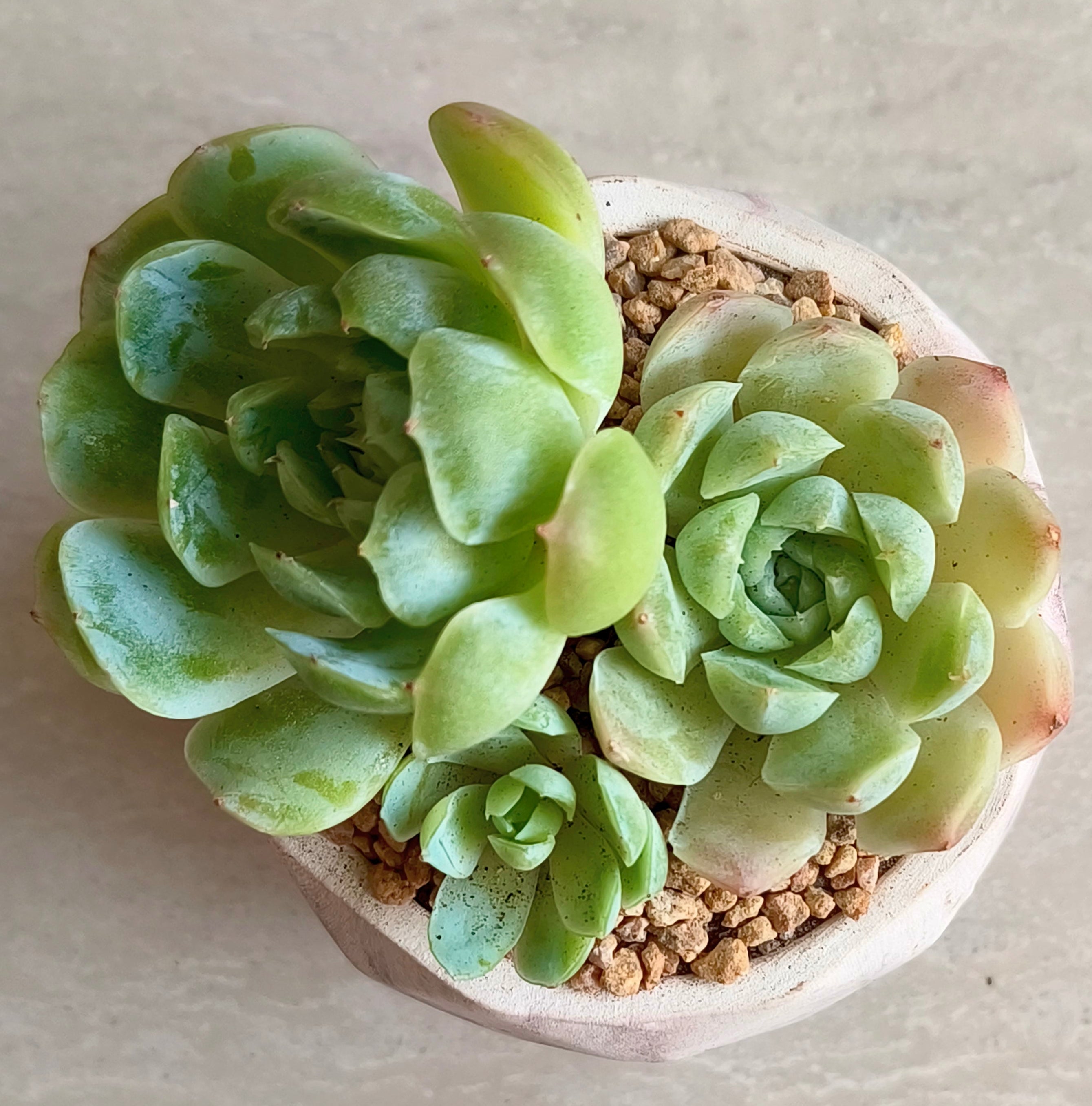 Succulent Classic Marble Brown Planter – Echeveria 'Lime n Chili' - SlowBloomGreens