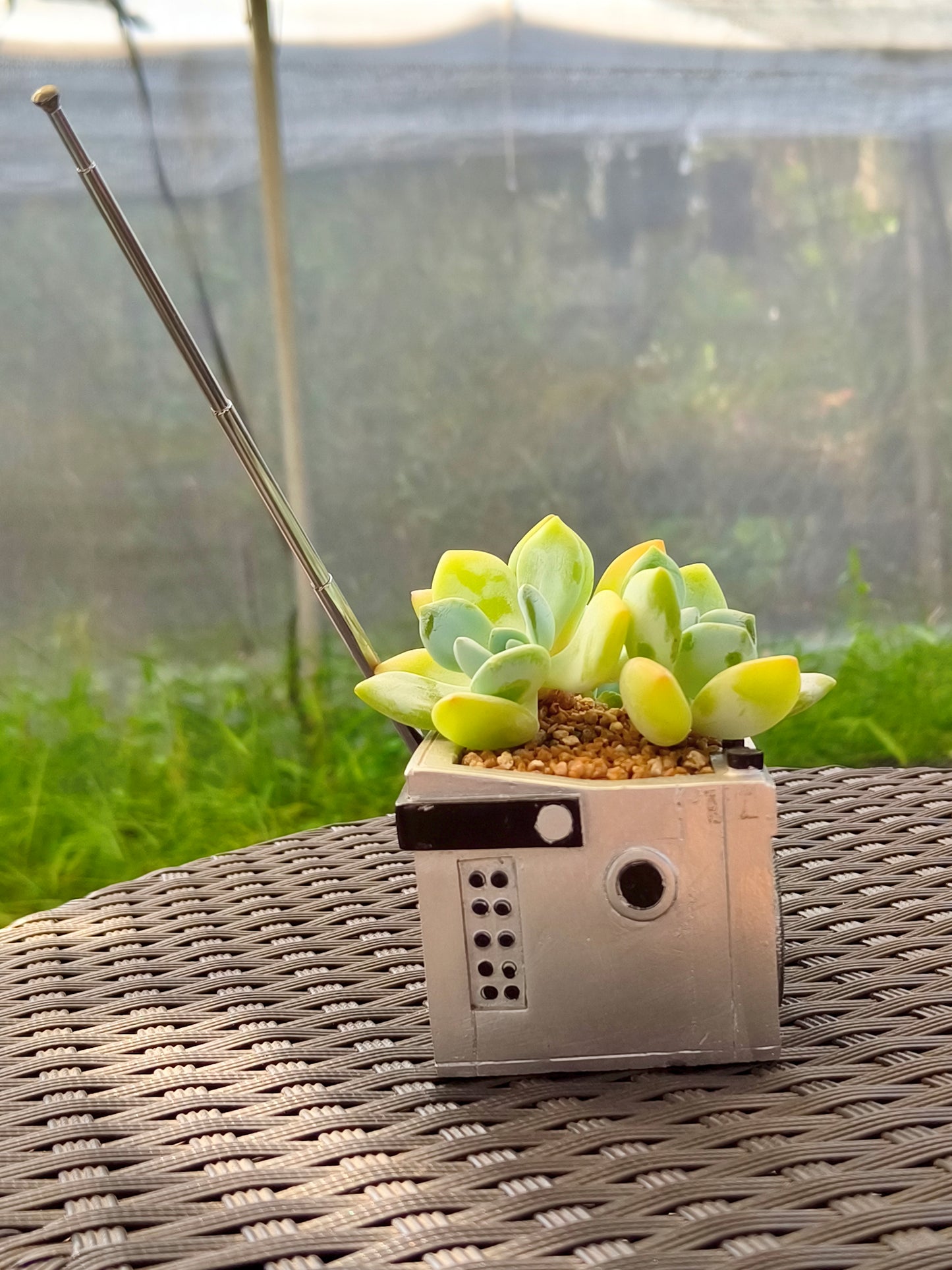Succulent Retro Boombox – Echeveria Hybrid