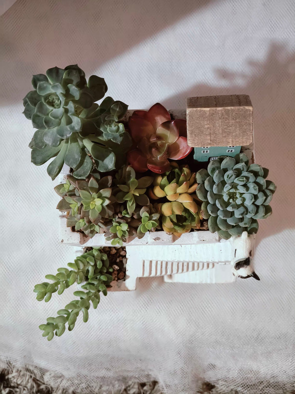 Succulent Sakura Blue - Sedum Lucidum - SlowBloomGreens