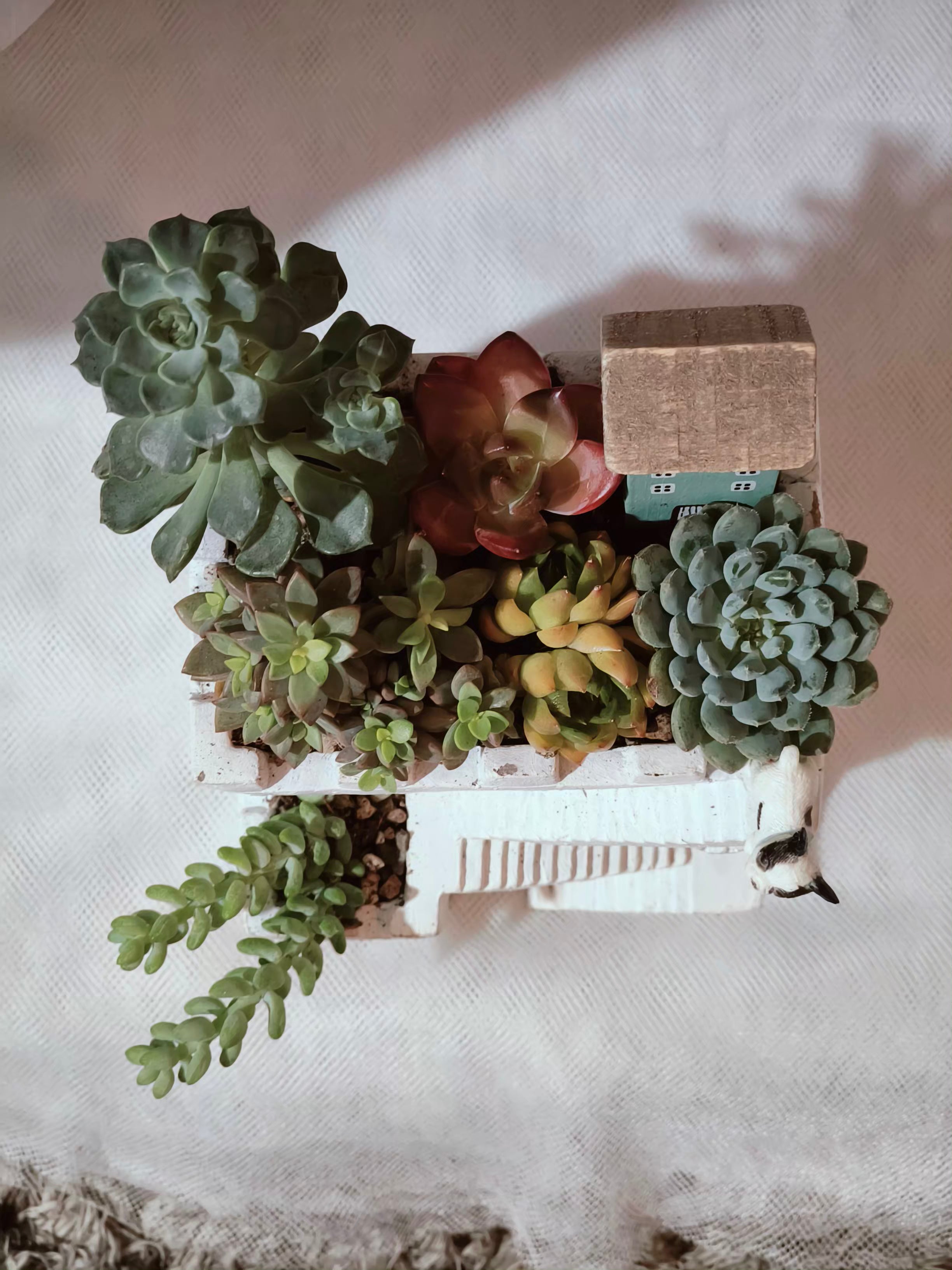Succulent Sakura Blue - Sedum Lucidum - SlowBloomGreens