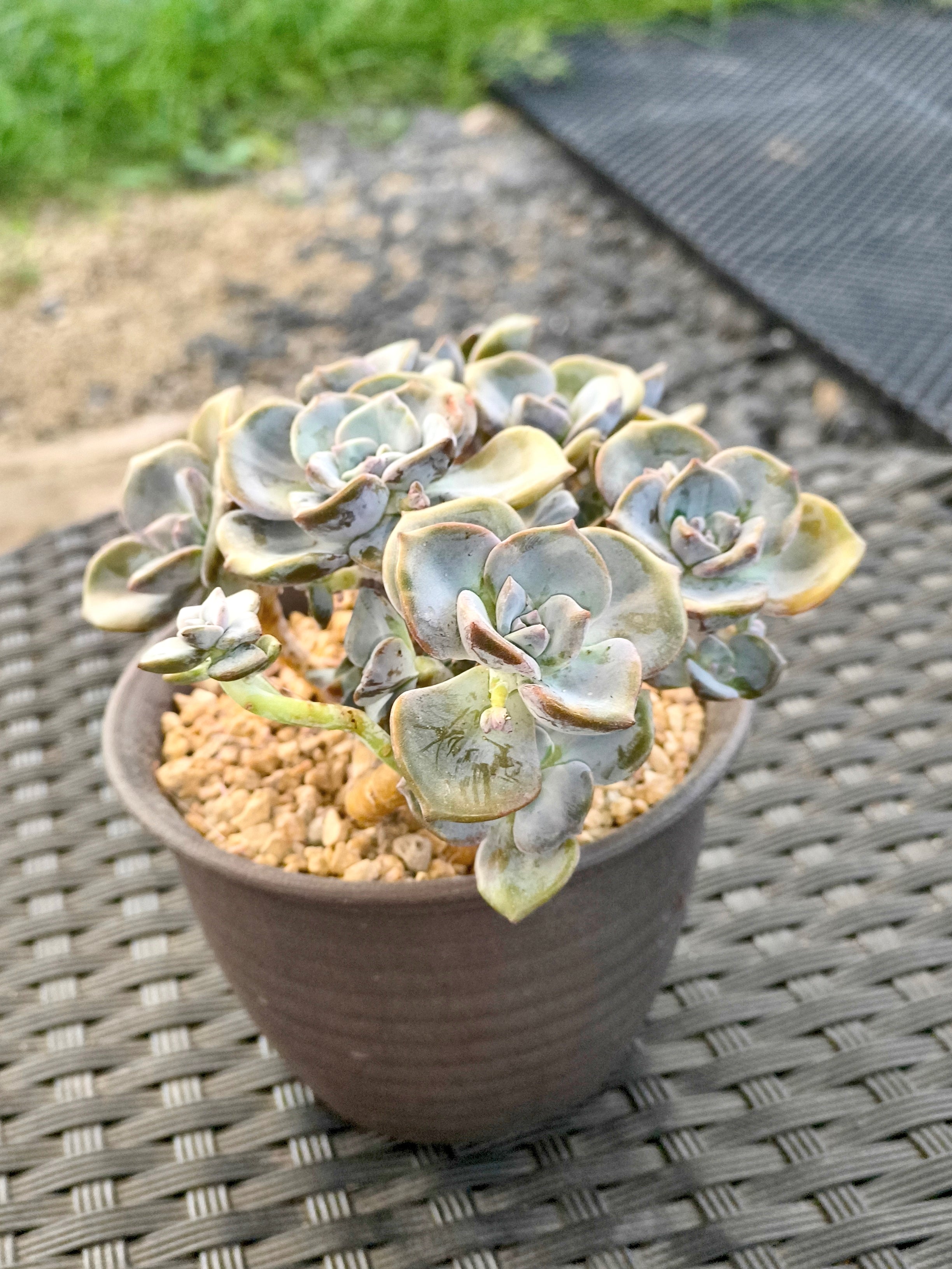 Succulent Starter Planter - Graptopetalum ‘Purple Delight’ - SlowBloomGreens
