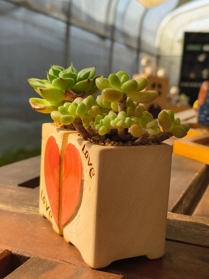Succulent Heart Duo – The Perfect Gift of Love and Growth
