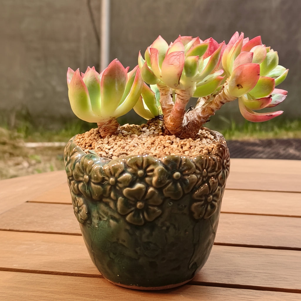 Succulent Rustica Flora Planter – Echeveria 'Silk Veil' - SlowBloomGreens