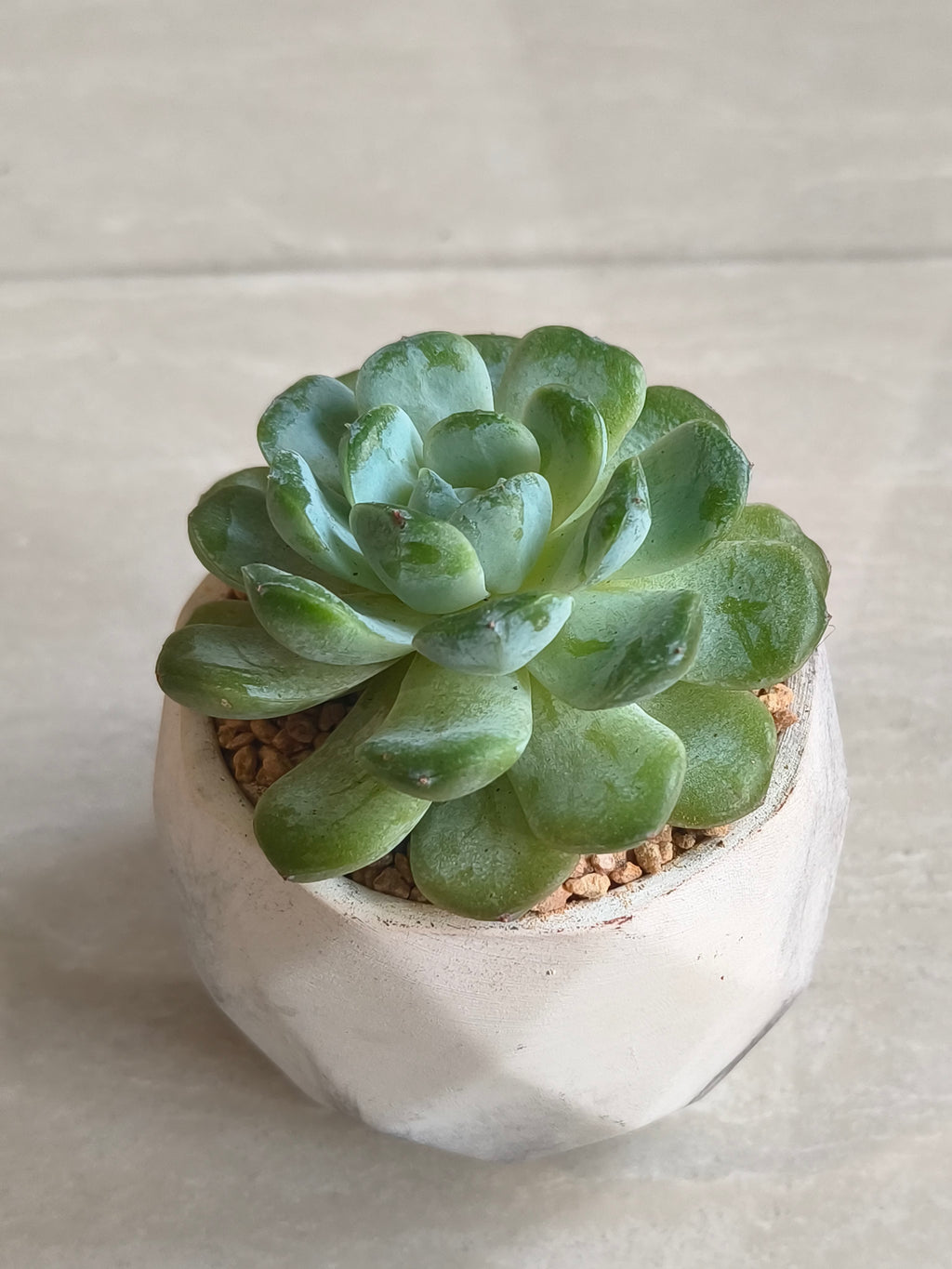 Succulent Classic Marble Ash Planter – Echeveria Ice Green - SlowBloomGreens