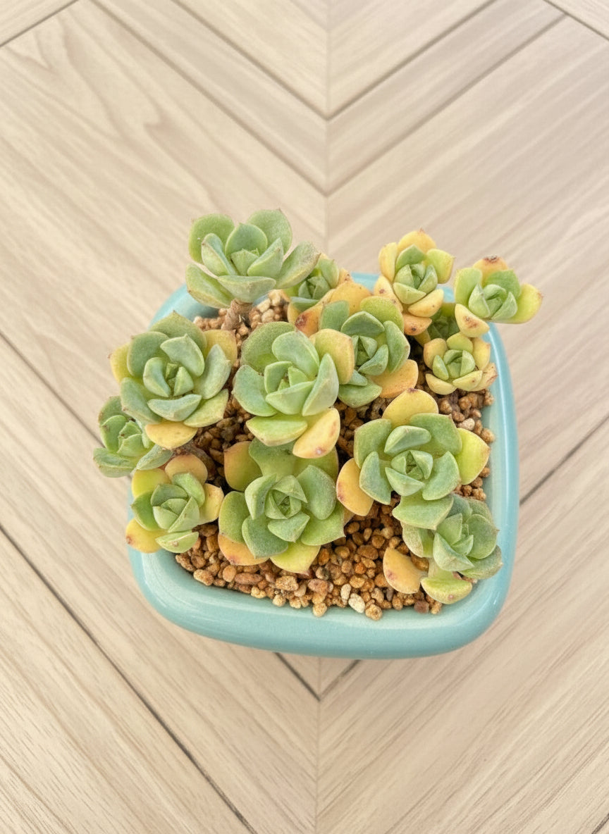 Succulent Zen Square Pastel Green Planter – Echeveria - SlowBloomGreens