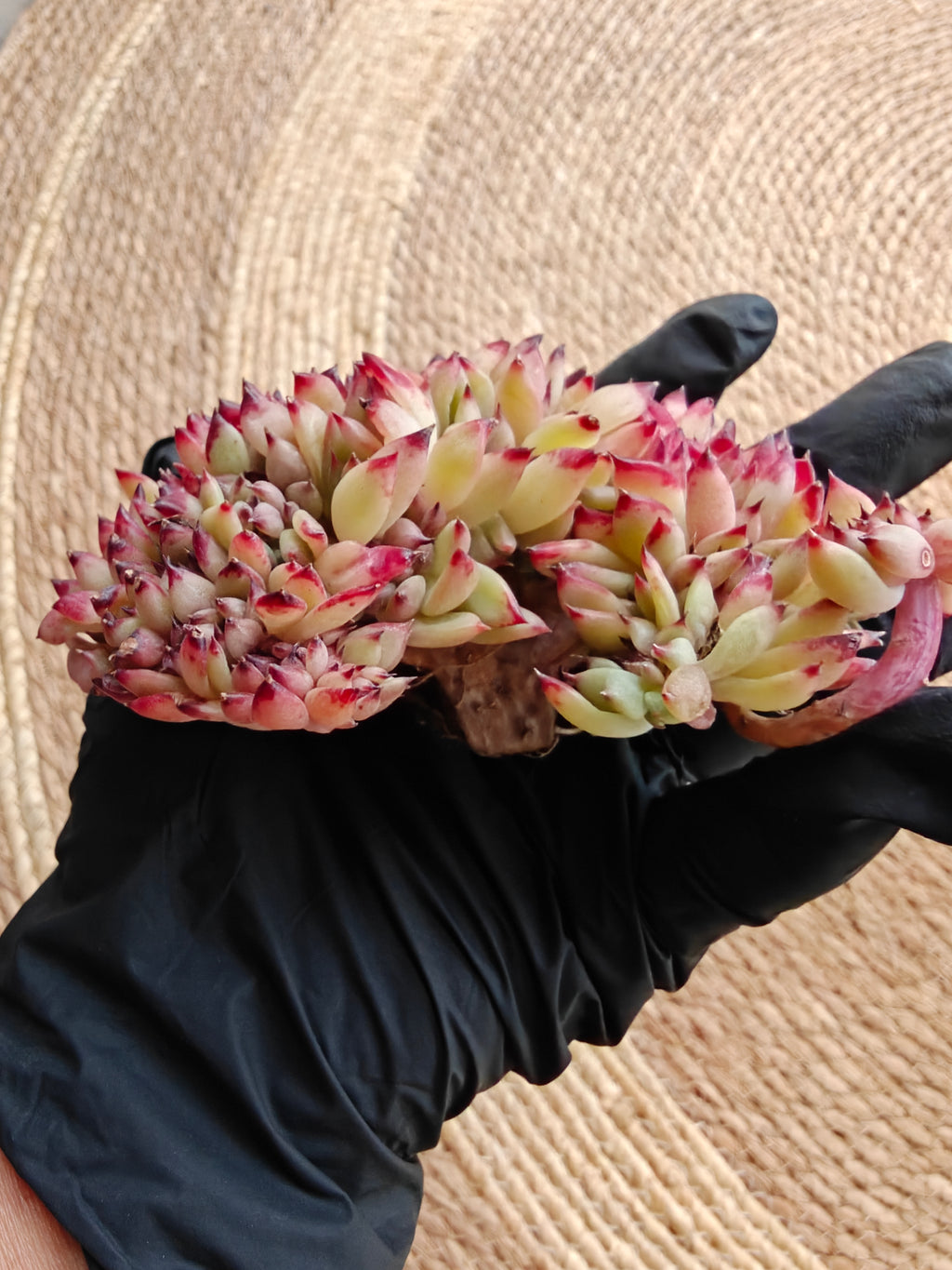 Cristata Echeveria ‘Ratam’ – Bare Root Succulent (R1)