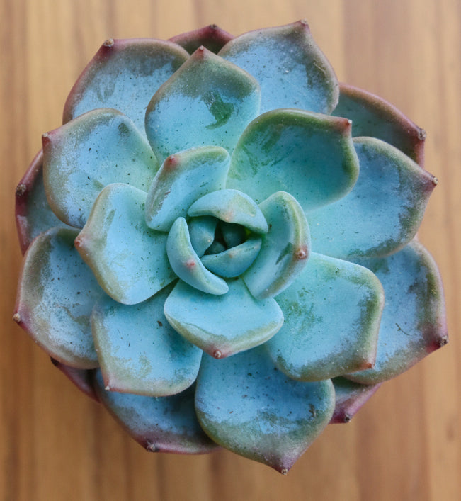 Vintage Teal Succulent Planter – Echeveria 'Bluebird' - SlowBloomGreens