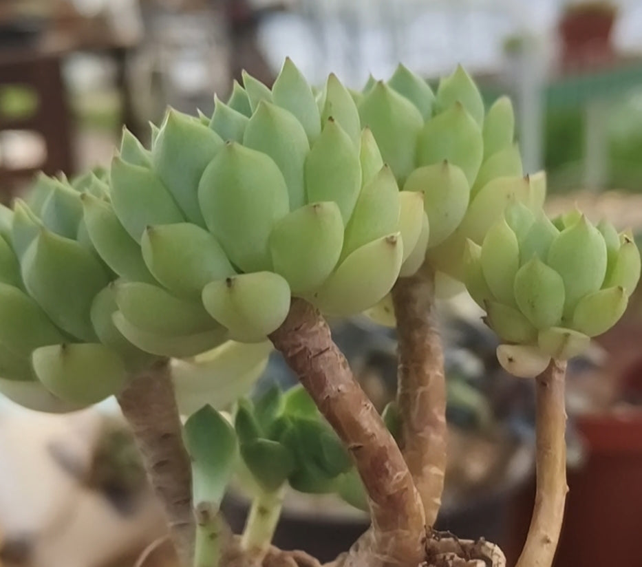 Succulent Starter Planter - Echeveria 'Lime n Chili' - SlowBloomGreens