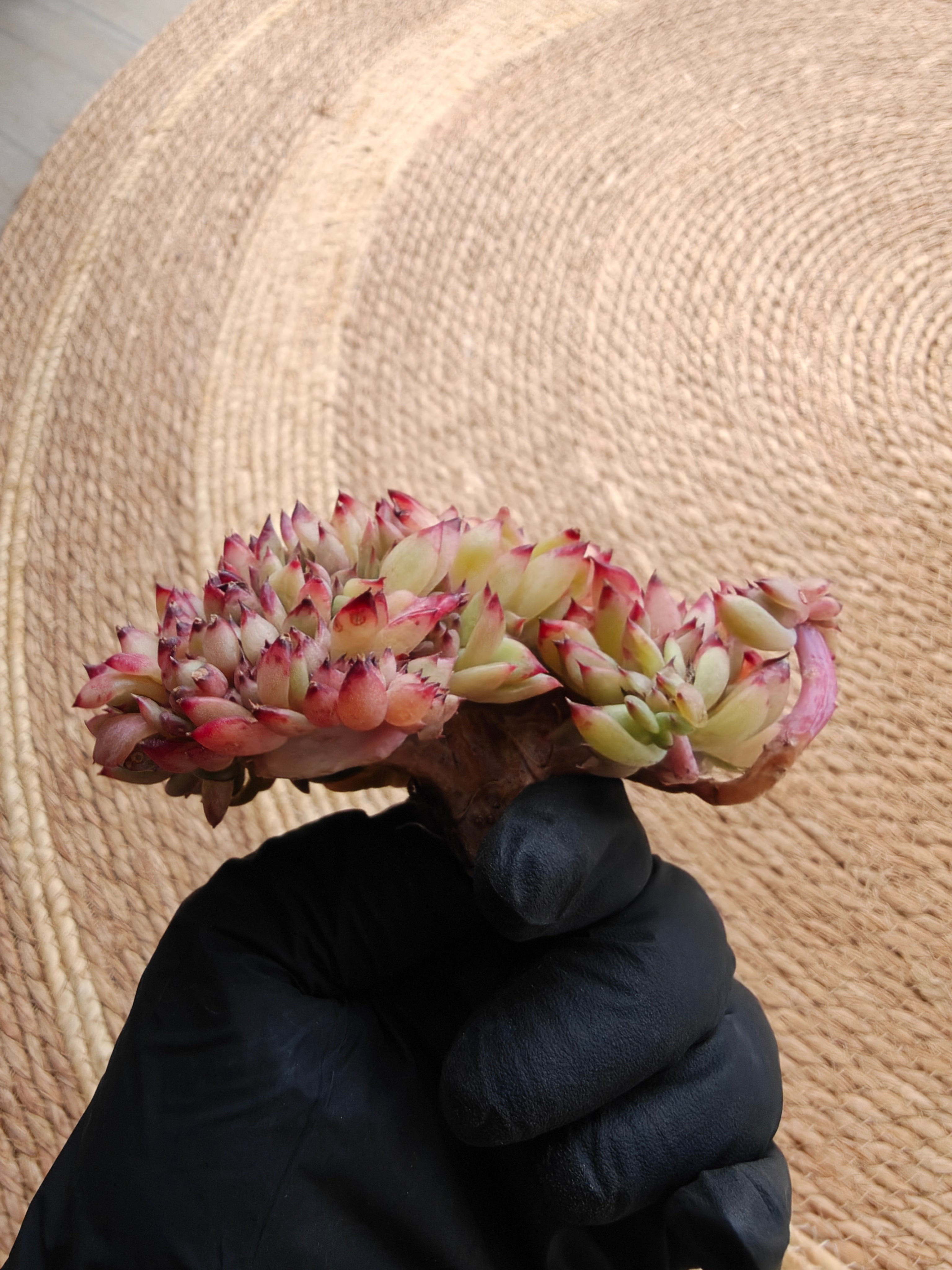 Cristata Echeveria ‘Ratam’ – Bare Root Succulent (R1)