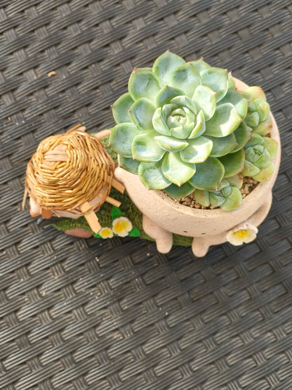 Succulent Buddies Planter - Echeveria+ 3 chubby Ice Green