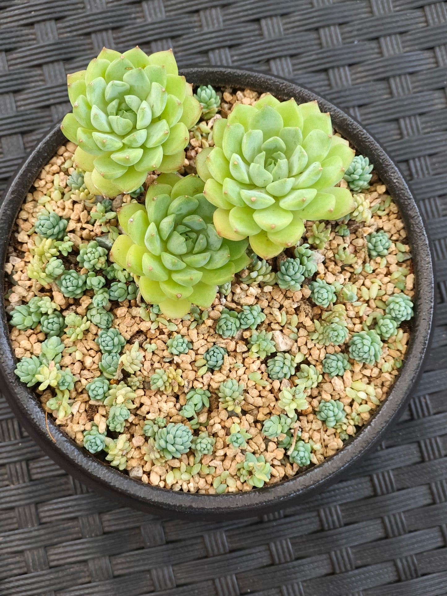 Succulent Classic Black Planter – Echeveria ‘Lime n Chili’ & Blue Tears Sedum