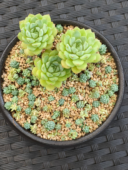 Succulent Classic Black Planter – Echeveria ‘Lime n Chili’ & Blue Tears Sedum