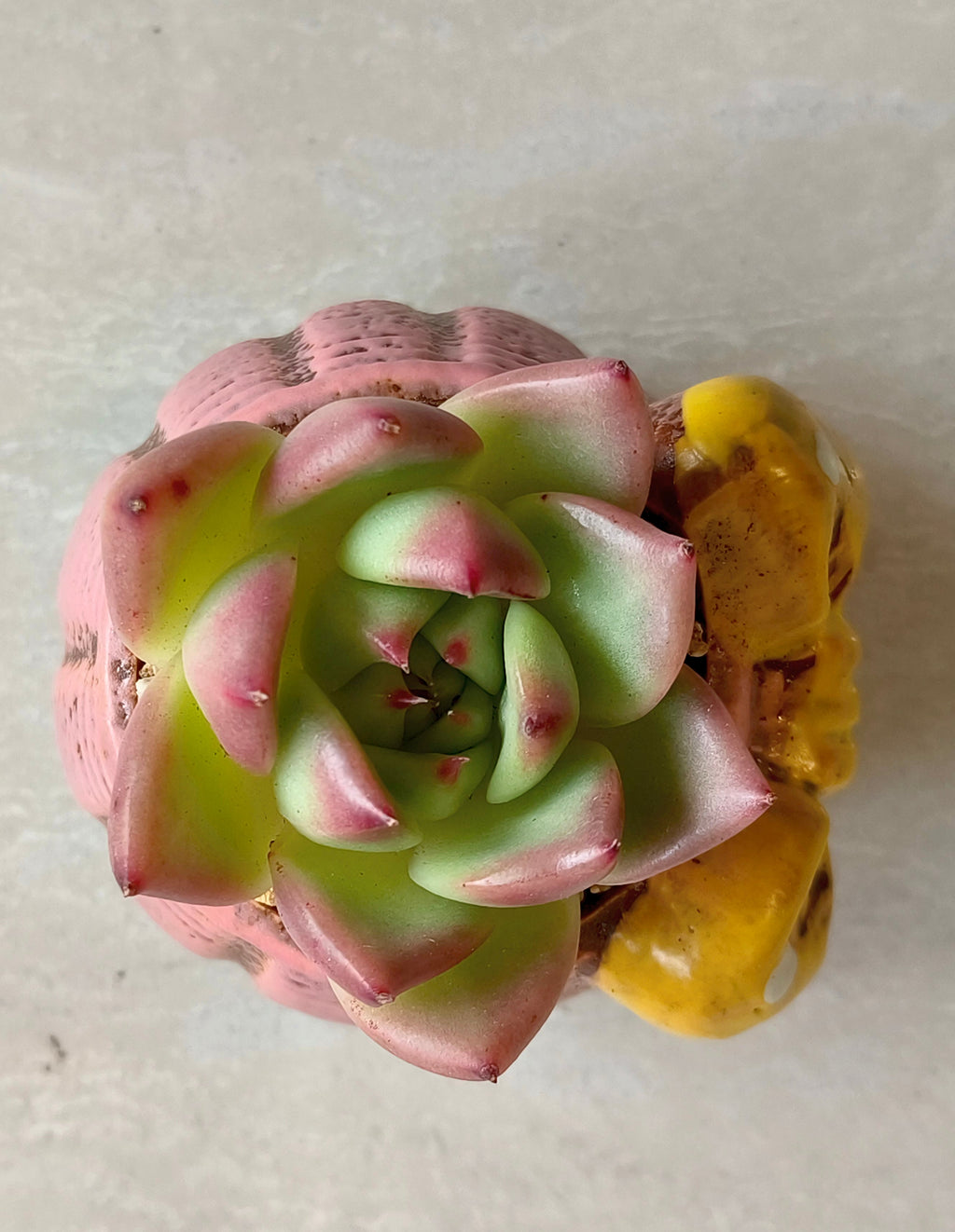 Succulent Pink Polka Dot Bow Planter – Echeveria agavoides 'Christmas Eve' - SlowBloomGreens