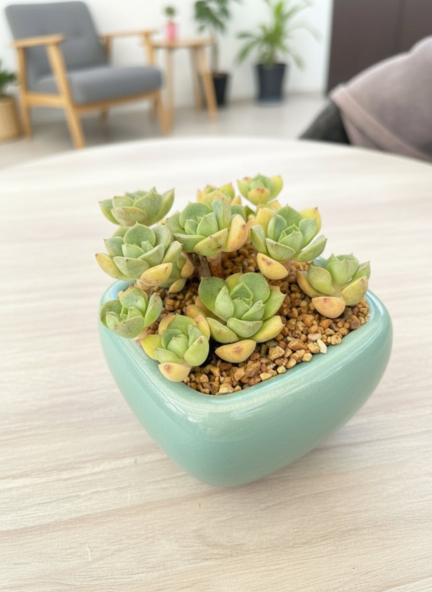 Succulent Zen Square Pastel Green Planter – Echeveria - SlowBloomGreens