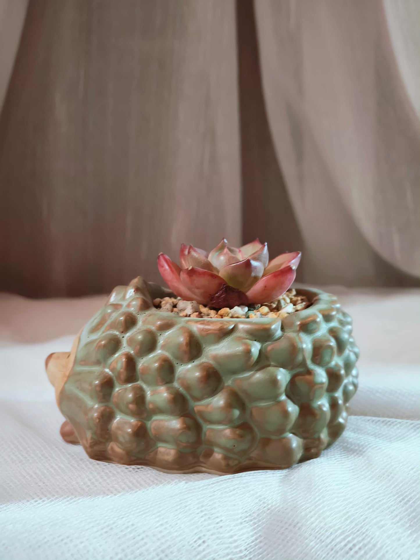 Succulent Hedgehog Pot - Echeveria Agavoides 'Romeo' - SlowBloomGreens