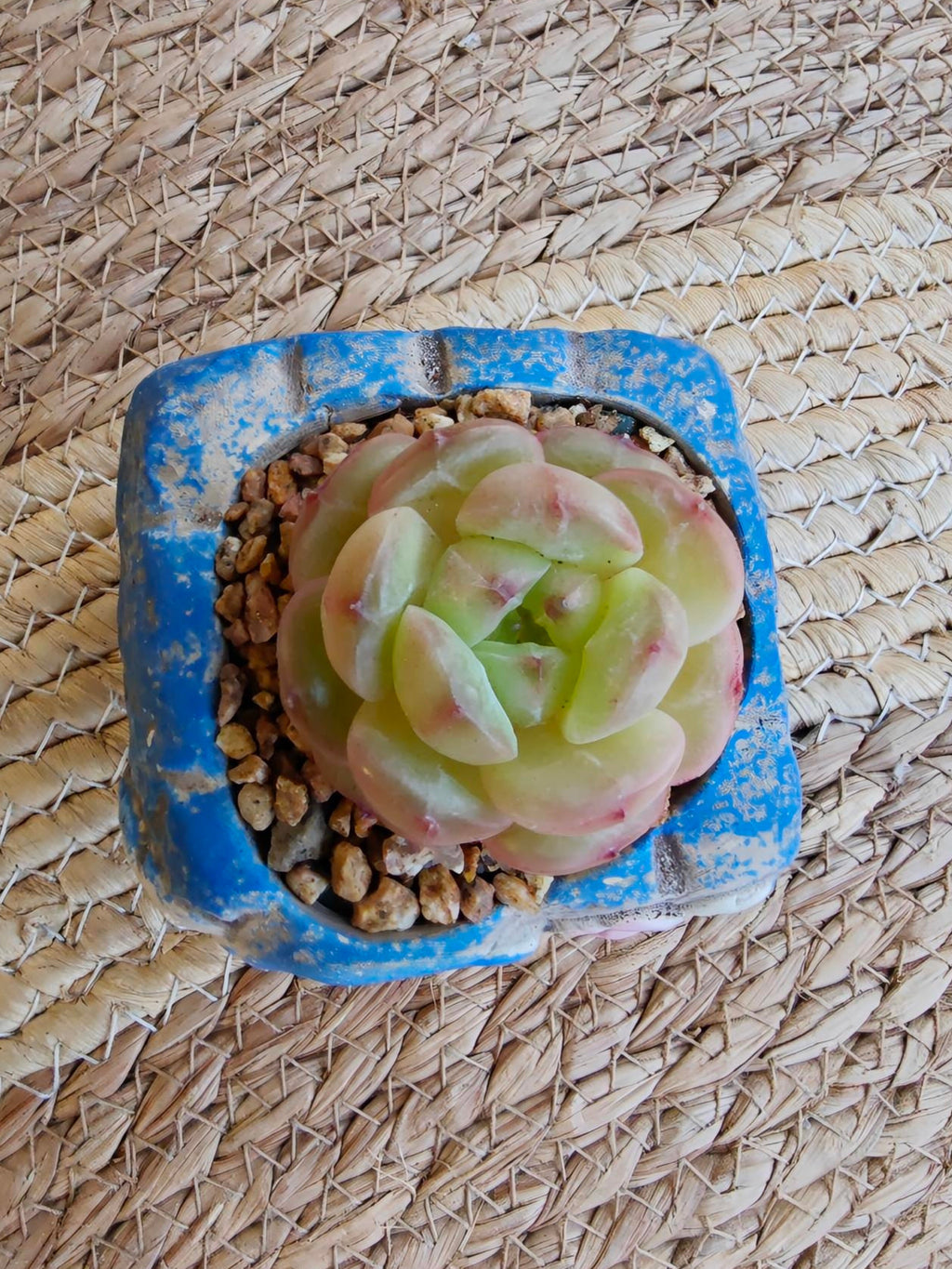 Rustic Bloom Succulent Planter – Echeveria hybrid - SlowBloomGreens