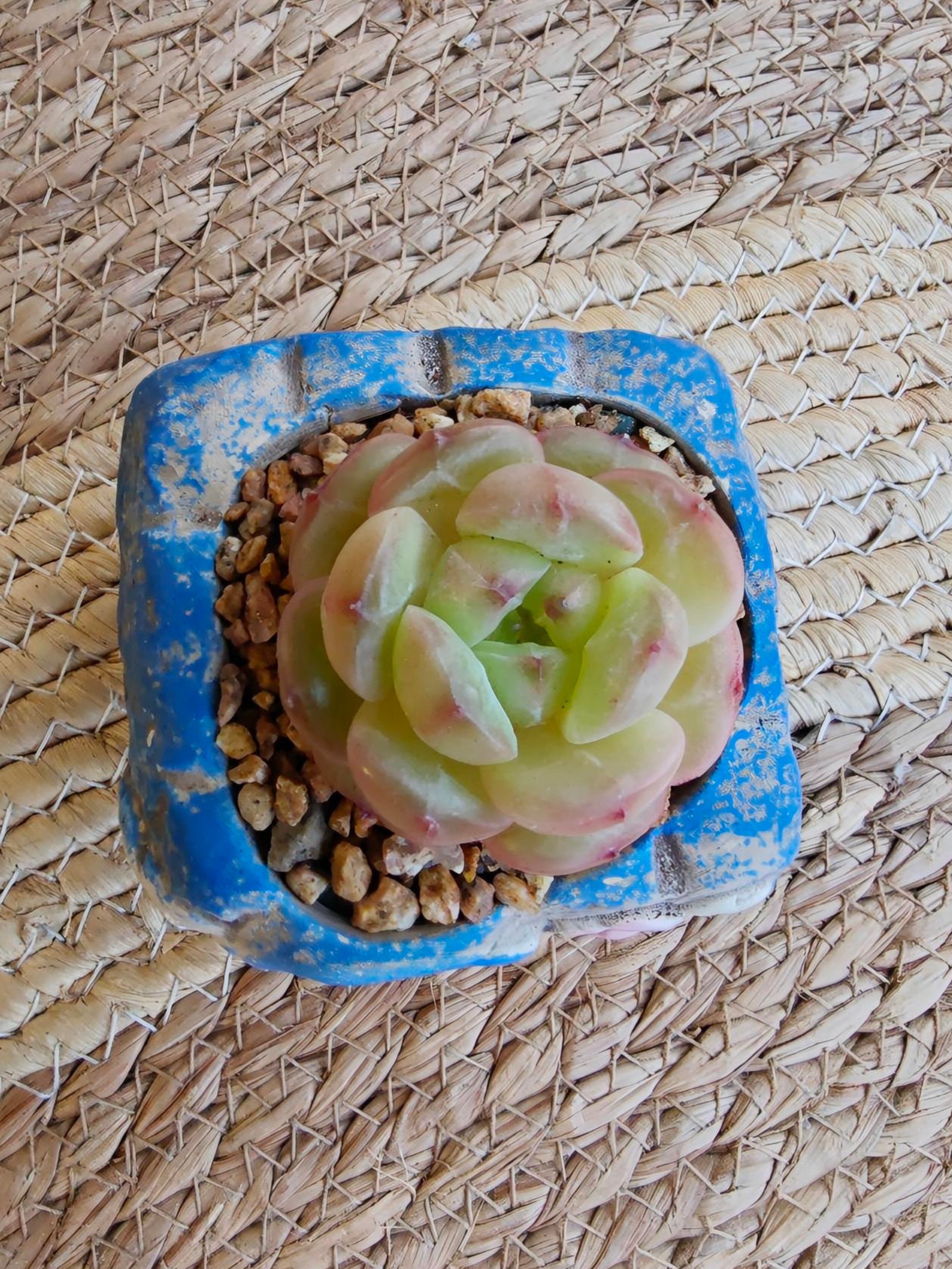 Rustic Bloom Succulent Planter – Echeveria hybrid - SlowBloomGreens