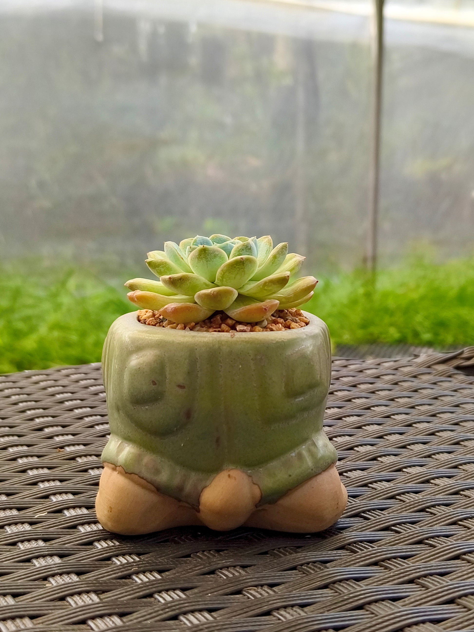Succulent Tortoise Planter- Echeveria Ice Green - SlowBloomGreens