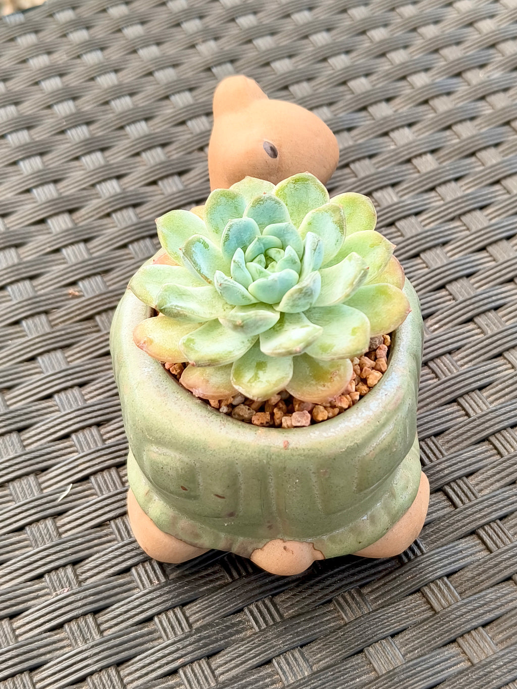 Succulent Tortoise Planter- Echeveria Ice Green - SlowBloomGreens