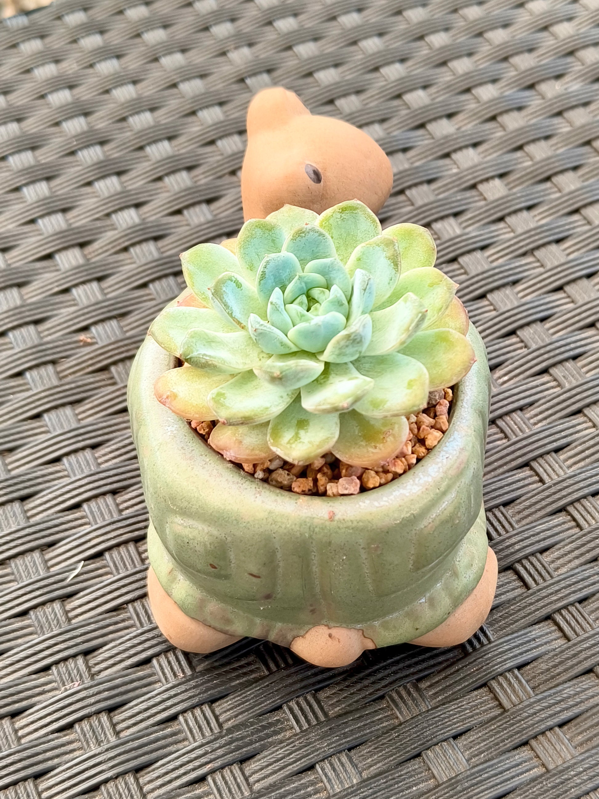 Succulent Tortoise Planter- Echeveria Ice Green - SlowBloomGreens