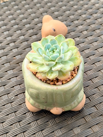 Succulent Tortoise Planter- Echeveria Ice Green - SlowBloomGreens