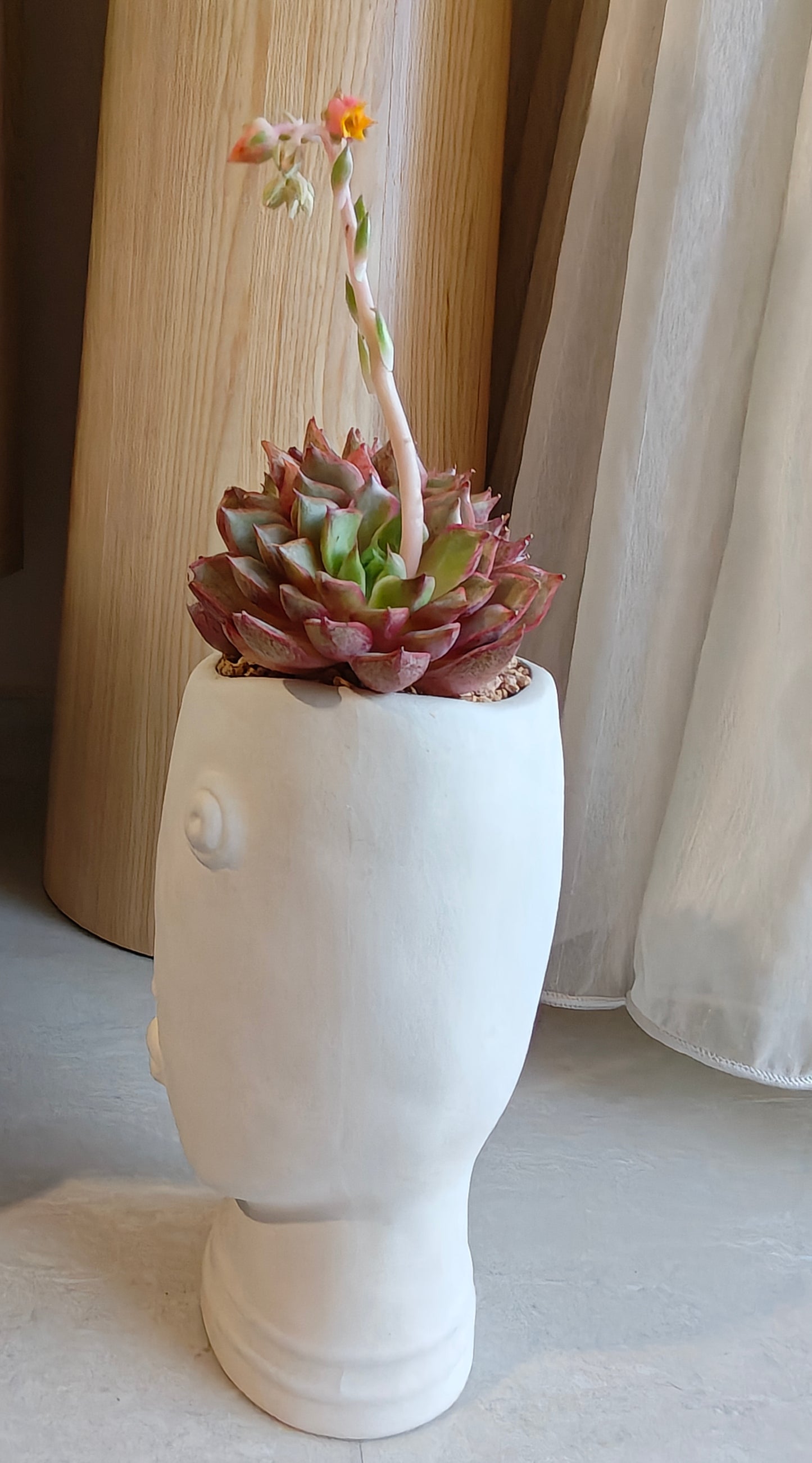 Succulent Serene Muse Face Planter – Echeveria Agavoides (4-Headed Blooming) - SlowBloomGreens