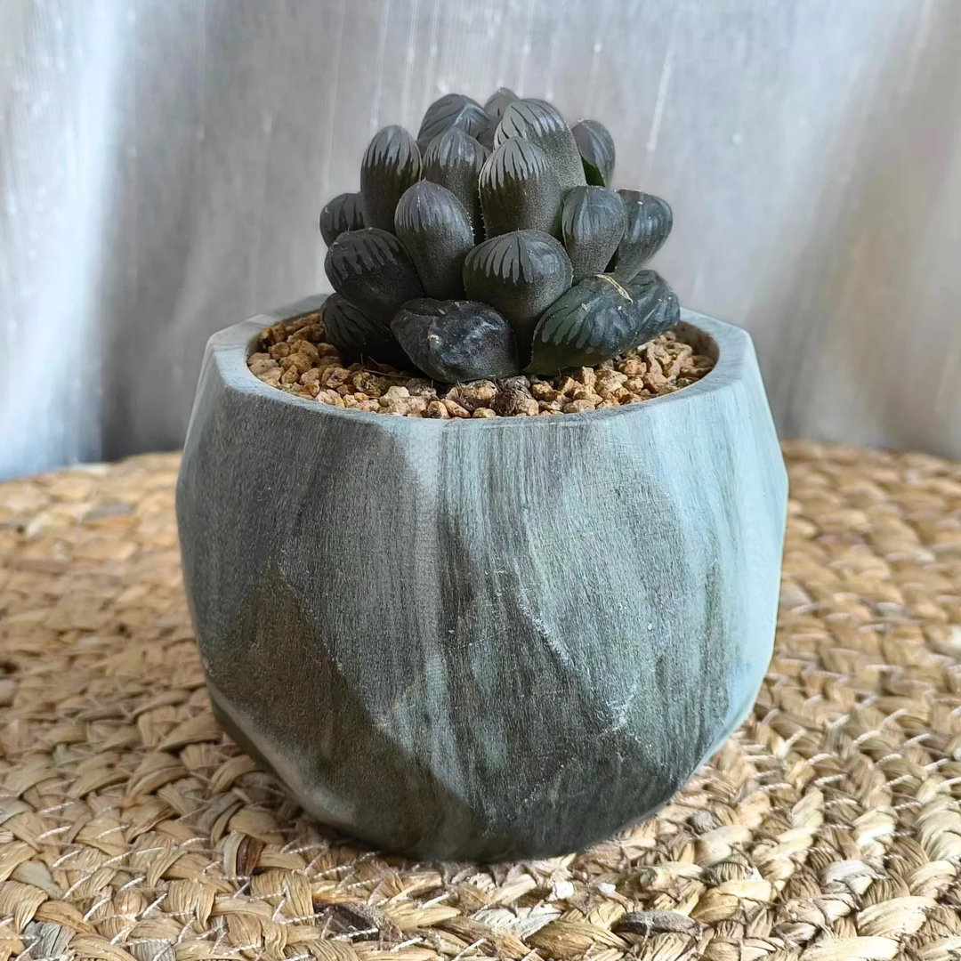 Succulent Classic Marble Earth Green Fern - SlowBloomGreens