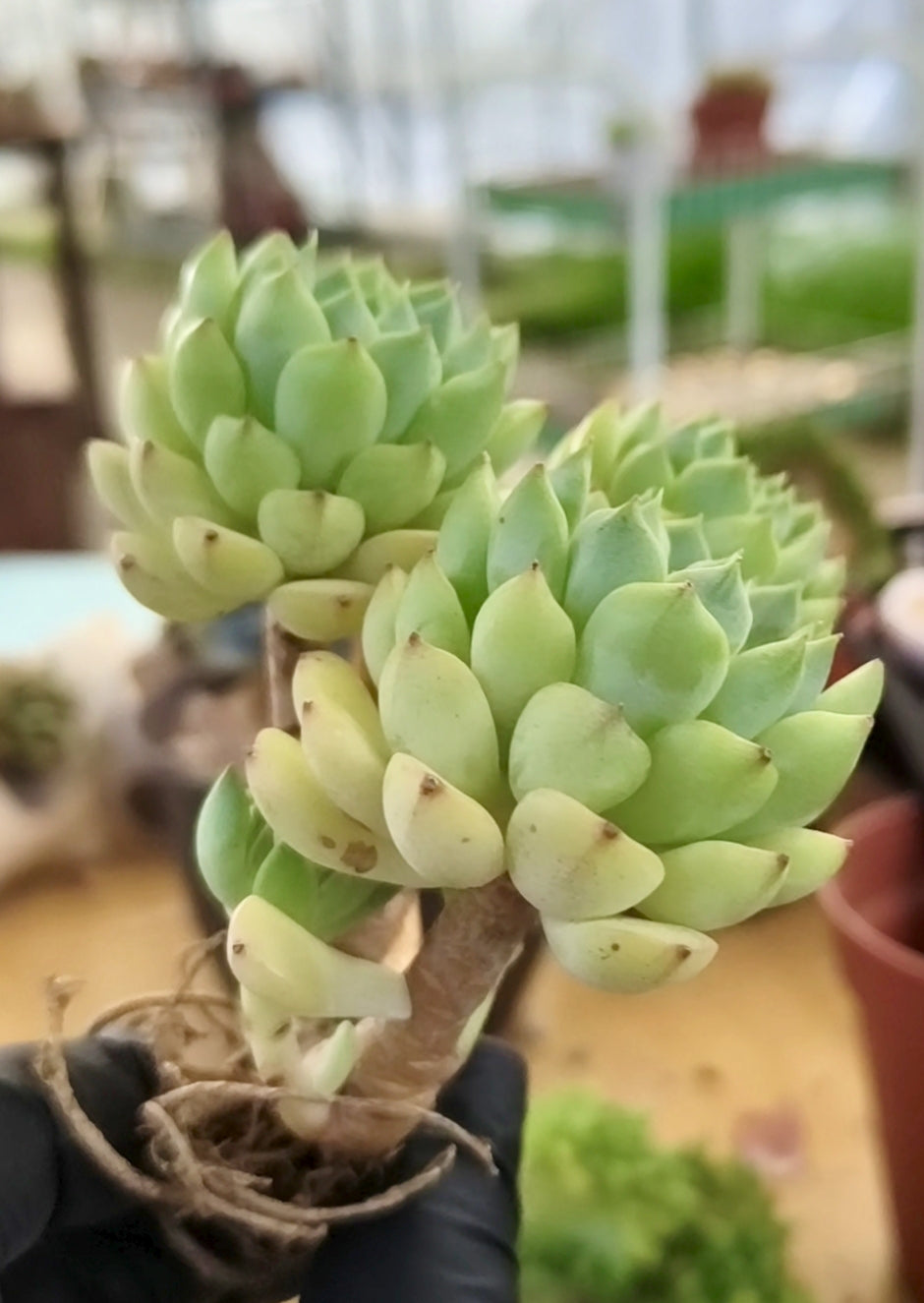 Succulent Starter Planter - Echeveria 'Lime n Chili' - SlowBloomGreens