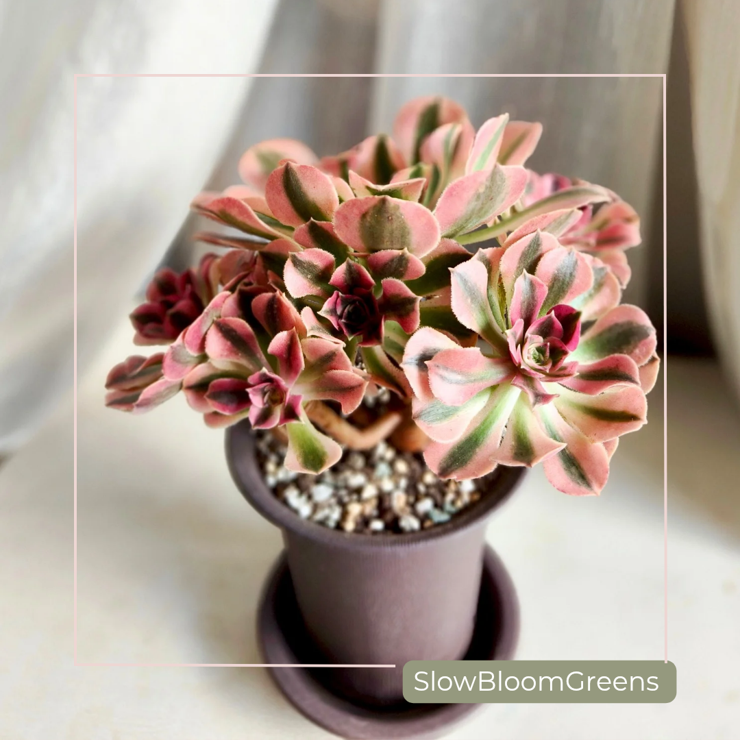 Aeonium Pink Witch Variegata – Rare Bare Root Succulent