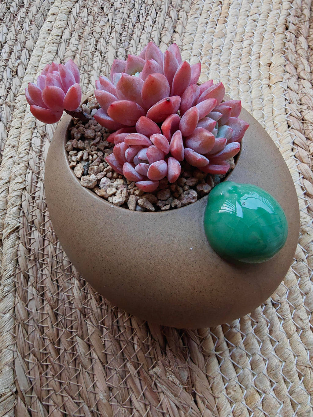 Succulent Seven-Spotted Ladybug Planter – Echeveria 'Cherry Blossom' - SlowBloomGreens