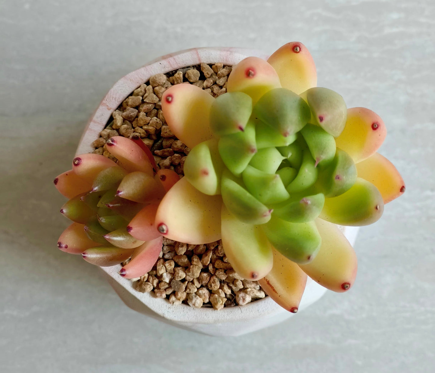 Succulent Classic Marble Orange Planter – Lipstick Echeveria