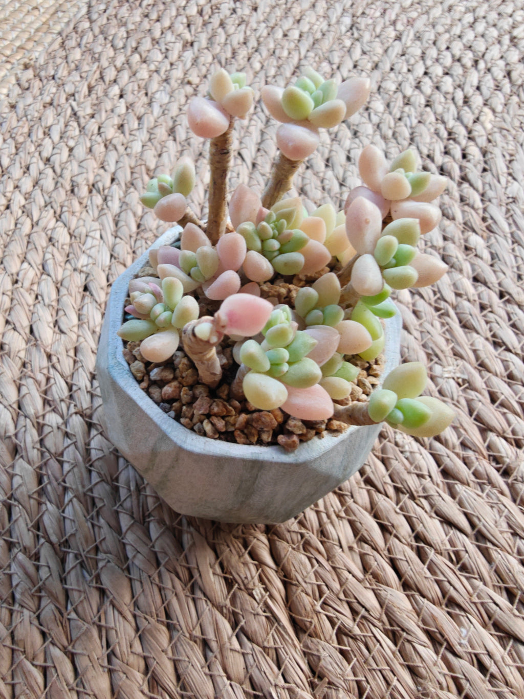 Classic Marble Green Planter – Graptopetalum 'Mirinae' - SlowBloomGreens