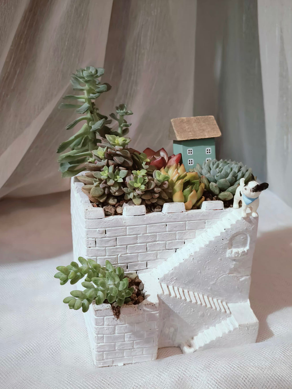 Succulent Sakura Blue - Sedum Lucidum - SlowBloomGreens