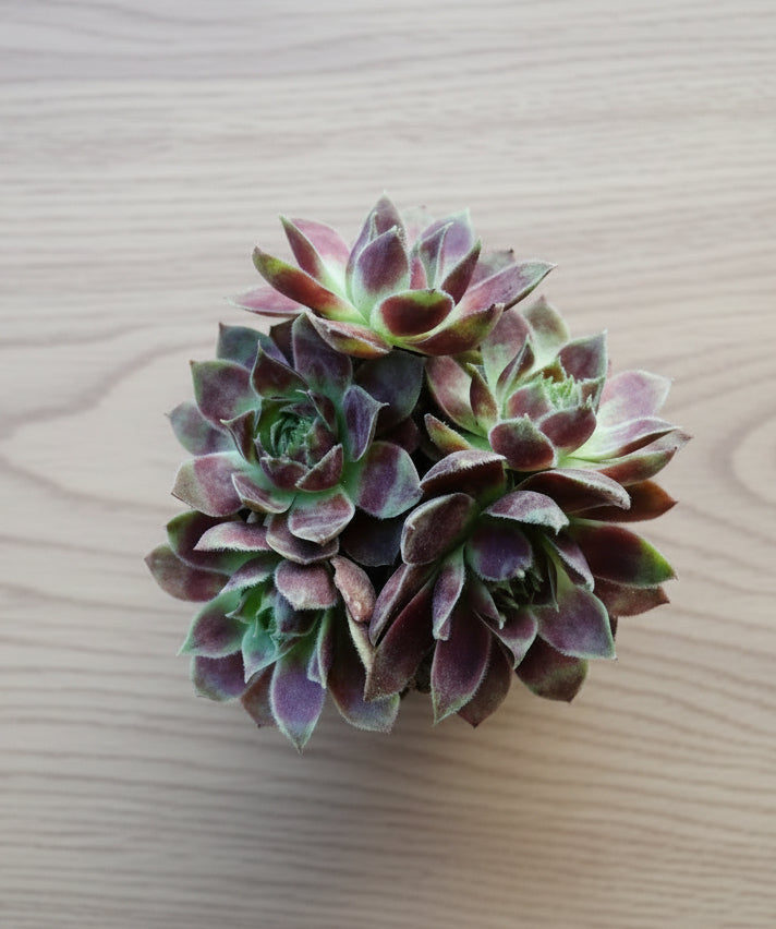 Classic Marble Gold Planter – Sempervivum 'Stansfieldii' (Hens & Chicks') - SlowBloomGreens