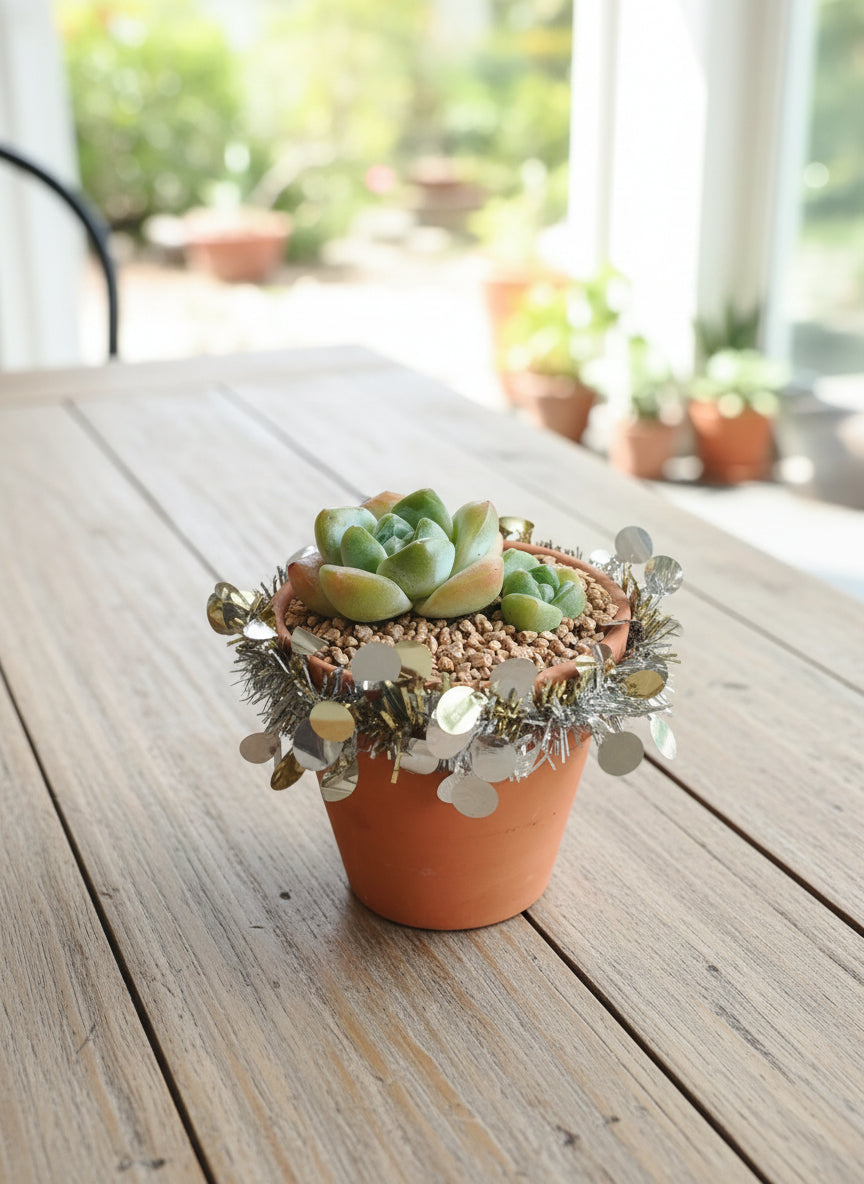 Succulent Simply Blessed Festive Terracotta (L) - Assorted Succulent - SlowBloomGreens