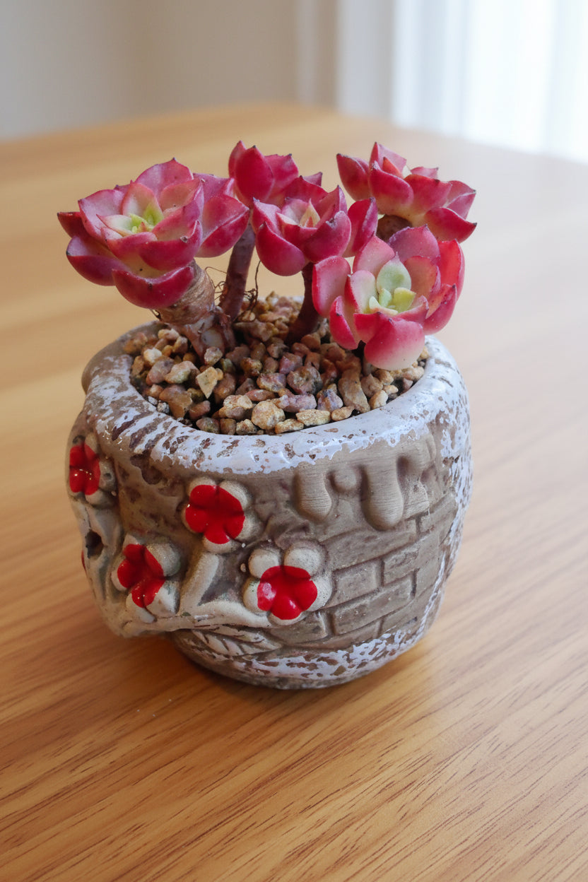 Rustic Bloom Succulent Planter – Sedeveria 'Letizia'