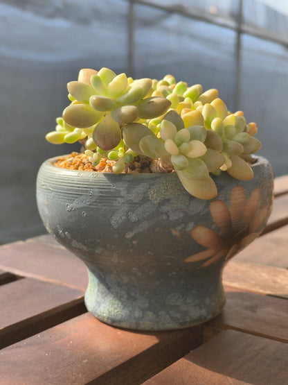Succulent Moonlit Bloom Planter – Blue-Green with Graptopetalum Mendoza - SlowBloomGreens