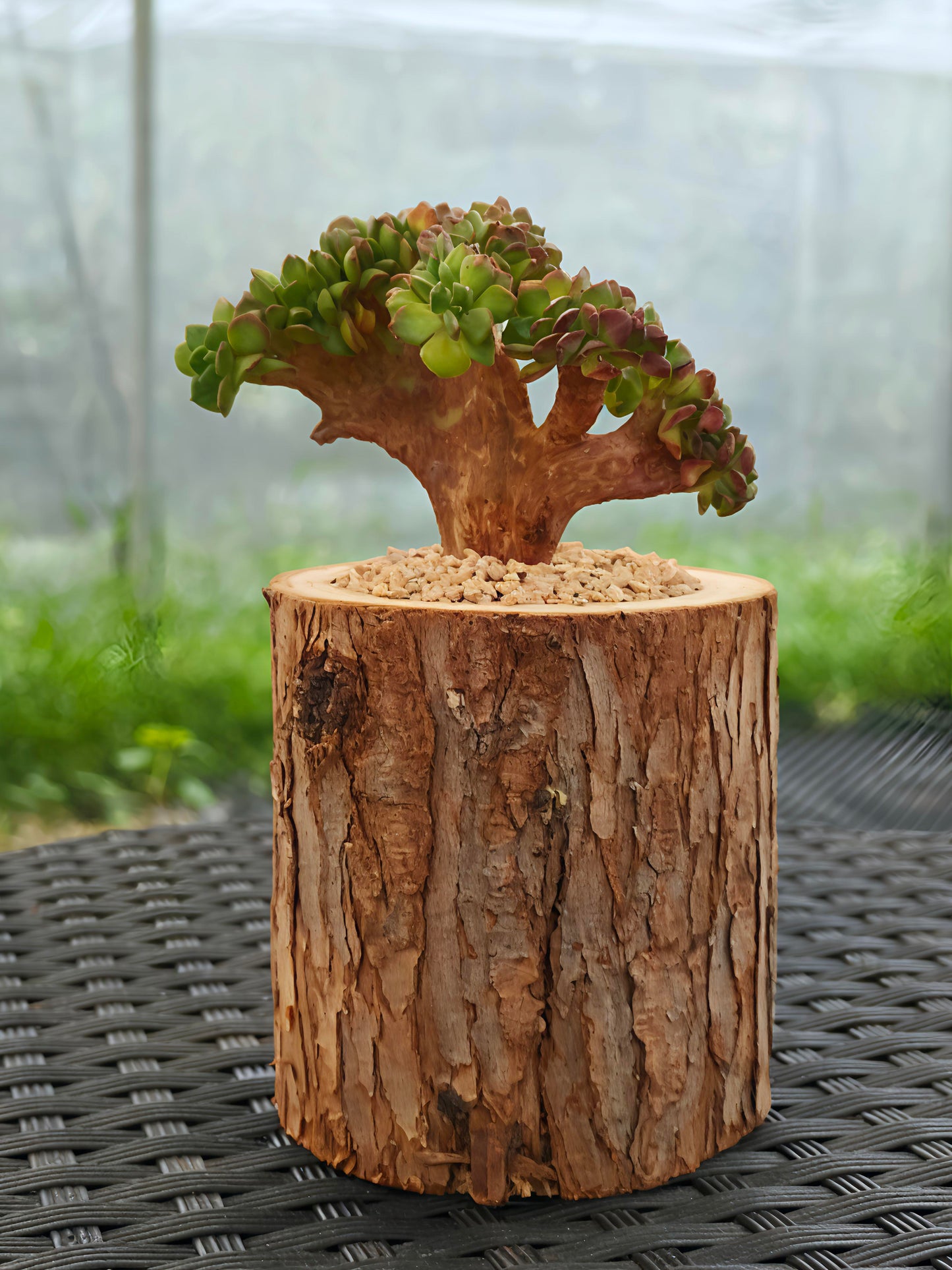 Succulent Nature Log Planter - Crested Lety's Sedeveria