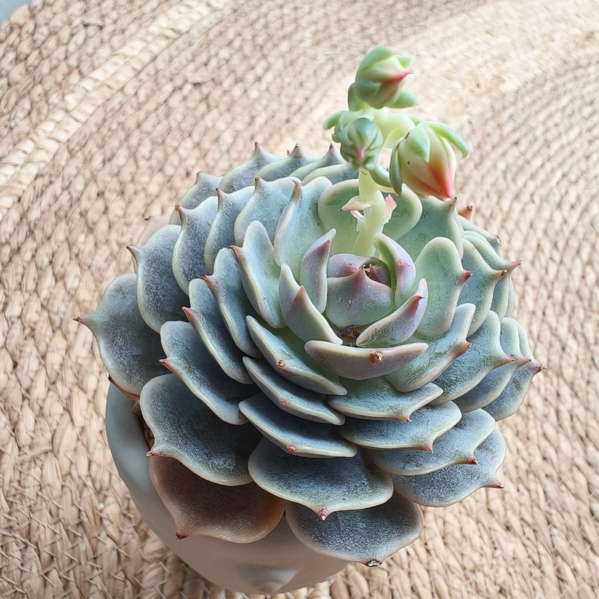 Succulent Serene Muse Face Planter – Echeveria ‘Lola’ - SlowBloomGreens