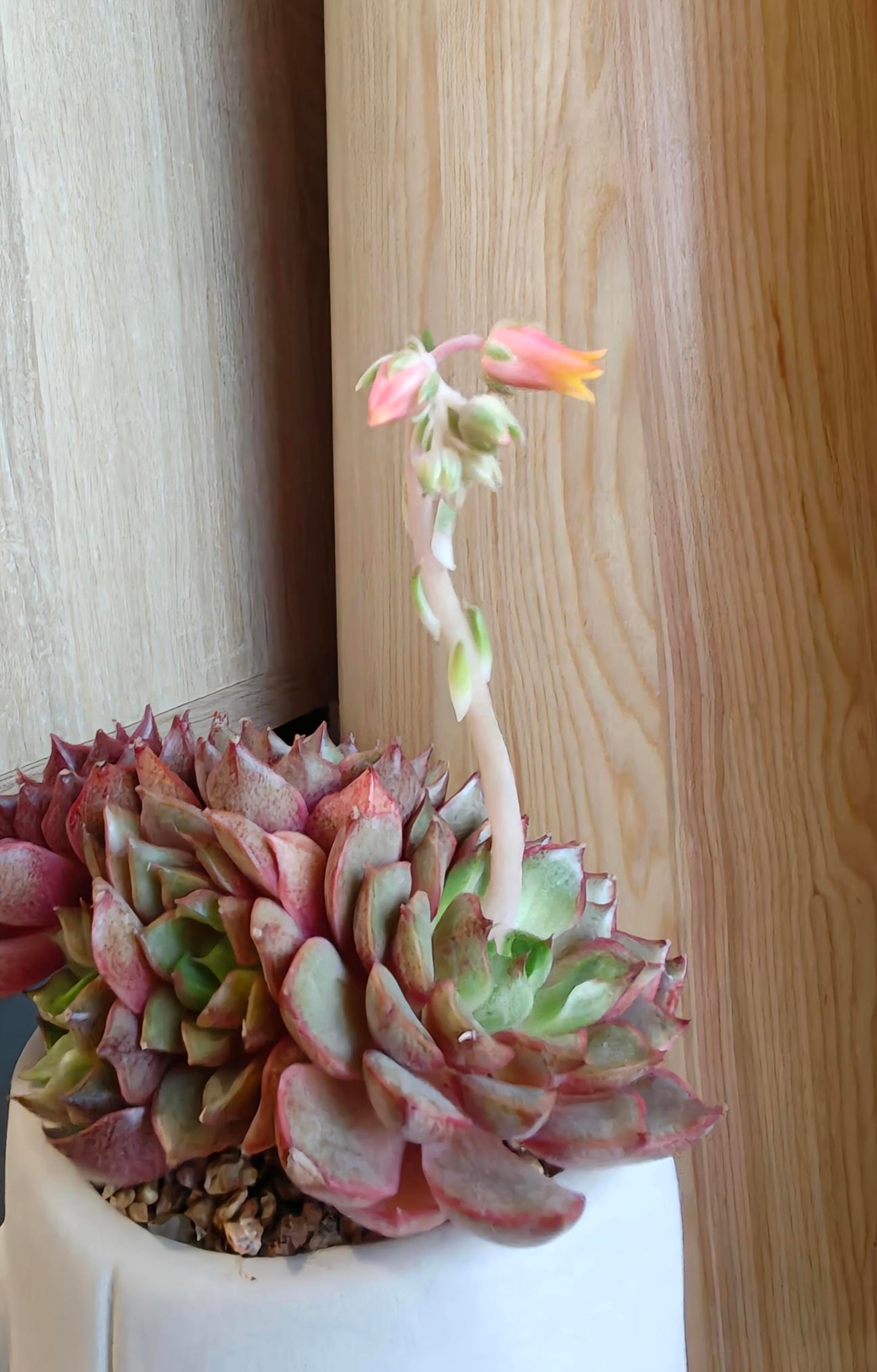 Succulent Serene Muse Face Planter – Echeveria Agavoides (4-Headed Blooming) - SlowBloomGreens