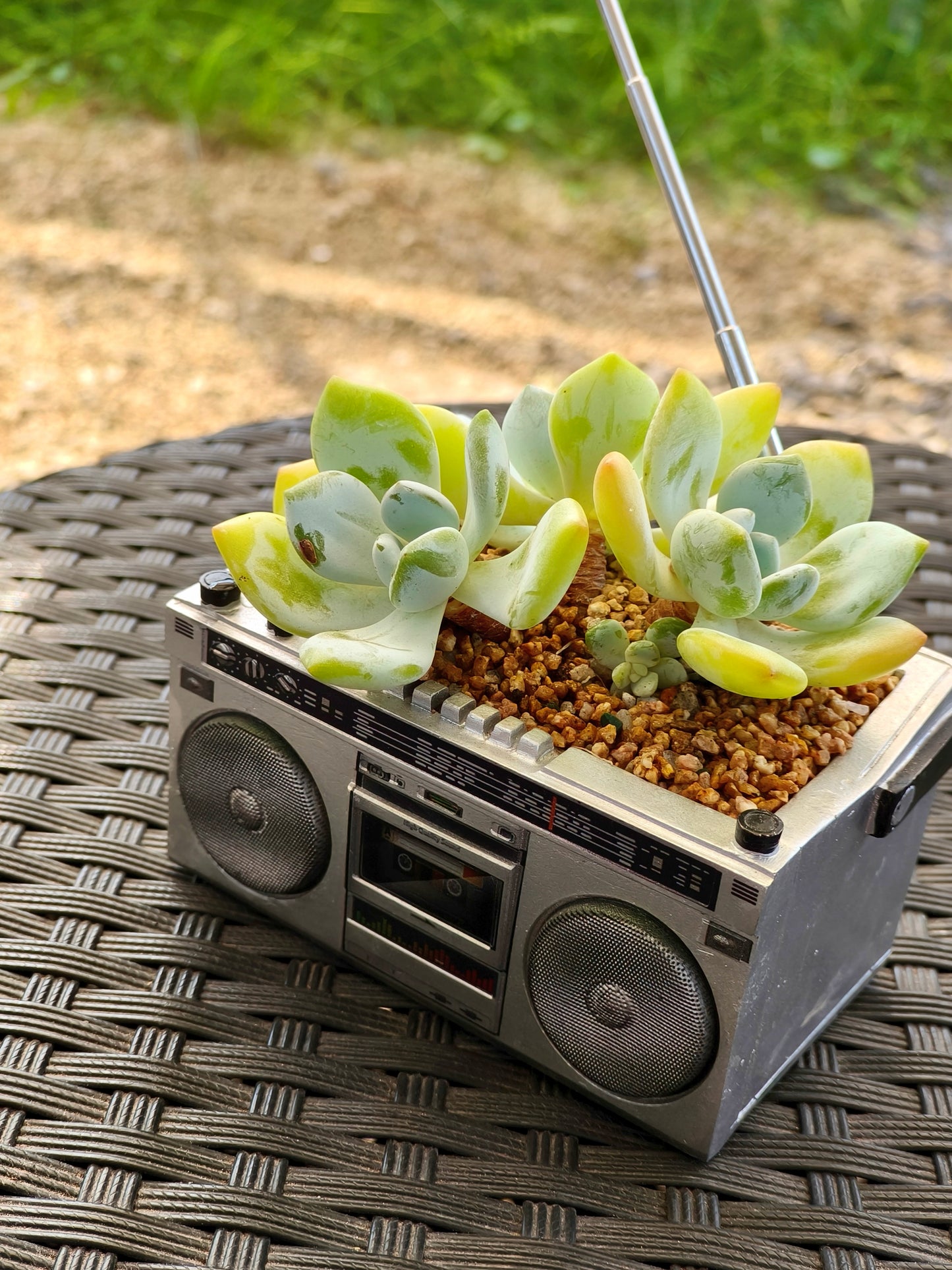 Succulent Retro Boombox – Echeveria Hybrid