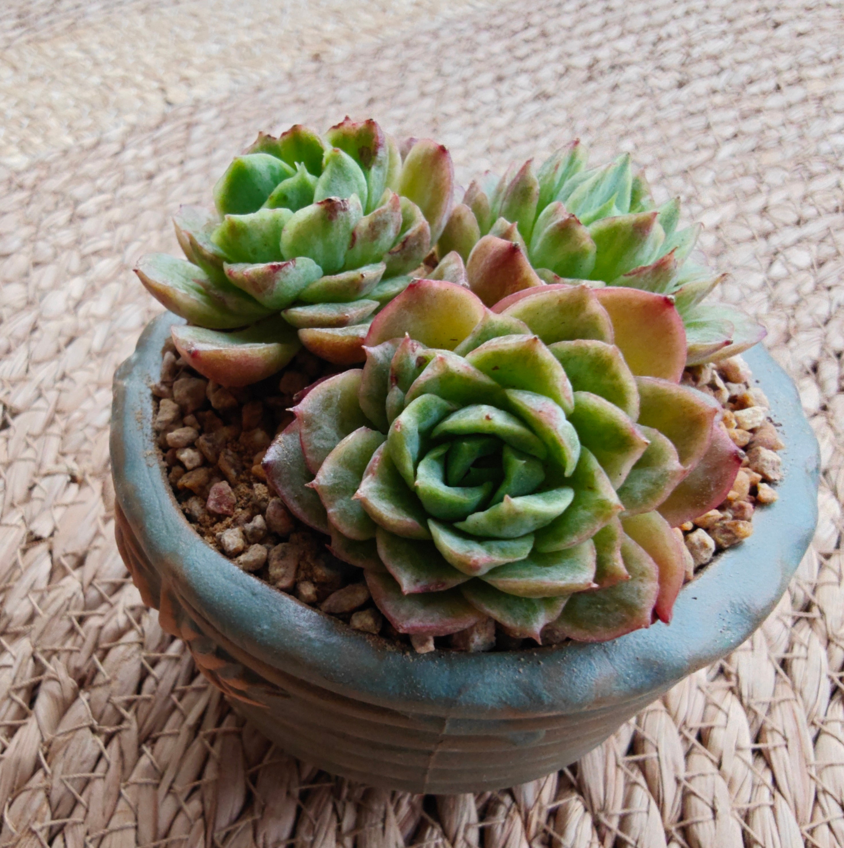 Vintage Teal Succulent Planter – Echeveria 'Lime n Chili' - SlowBloomGreens